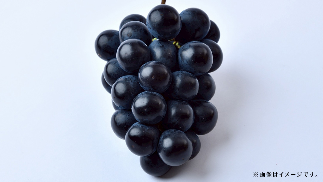 【 訳あり 】ナガノパープル 3kg 【2026年9月上旬発送開始】(茨城県共通返礼品：大子町) ぶどう 葡萄 ブドウ 果物 フルーツ 果実　 わけあり ワケあり ご自宅用 ご家庭用 自分用