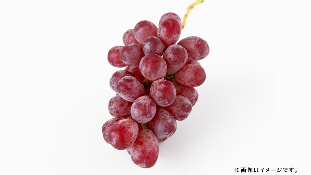 スカーレット 5kg 【2026年7月上旬発送開始】(茨城県共通返礼品：大子町) スカーレット ぶどう ブドウ 葡萄 皮ごと 希少種 フルーツ 赤い シャインマスカット 血統 贈答用 旬果