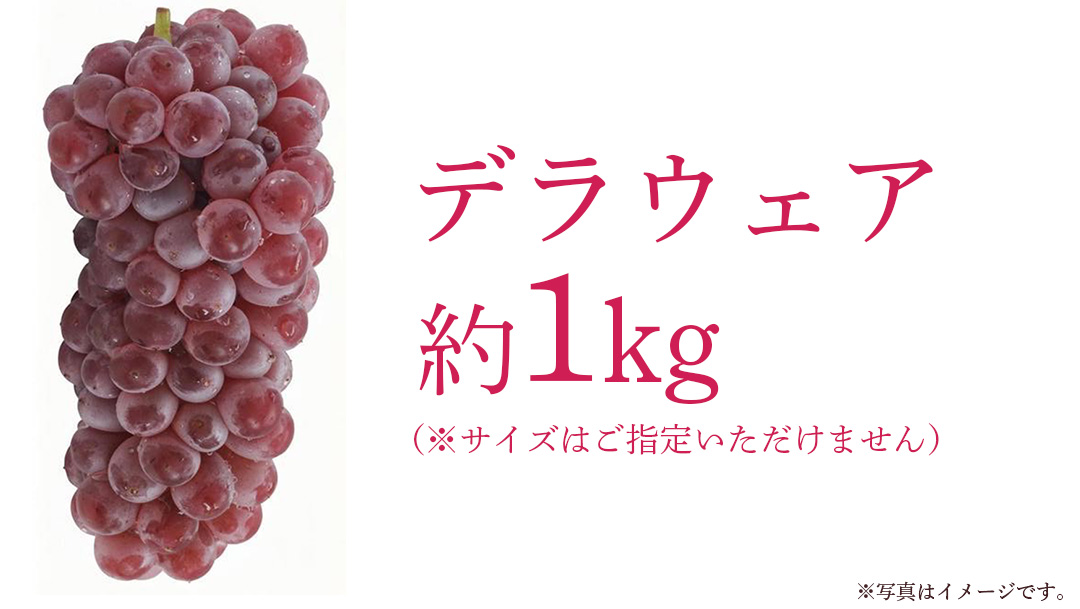 デラウェア 1kg 【 2026年6月発送開始 】 (茨城県共通返礼品：大子町) デラウェア ぶどう ブドウ 葡萄 完熟 種無し フルーツ 旬果