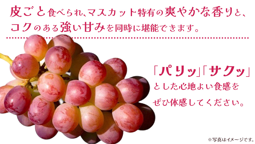 コトピー 2.5kg 【2026年8月下旬発送開始 】 (茨城県共通返礼品：大子町) コトピー ぶどう ブドウ 葡萄 皮ごと 赤い シャインマスカット 新品種 フルーツ 旬果