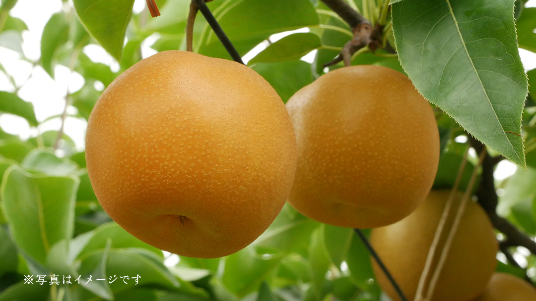 茨城県産 梨 幸水 サイズ おまかせ （2L～ 4L ） 5kg（ 12～16玉 ）【2026年8月中旬発送開始】 (茨城県共通返礼品：大子町) 梨 なし ナシ 果物 くだもの 季節 フルーツ デザート 旬果