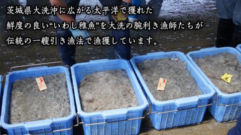 茨城県産 しらす干し 1kg ( 共通返礼品：茨城県 大洗町 ) シラス干し しらす シラス 業務用 冷凍 魚介 海鮮 しらす丼 離乳食 箱