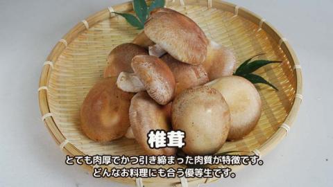 しいたけ 粉末 3袋 セット（各 35g ）（茨城県共通返礼品：城里町） シイタケの粉末 しいたけ 野菜 乾燥 椎茸 きのこ パウダー 手軽 時短