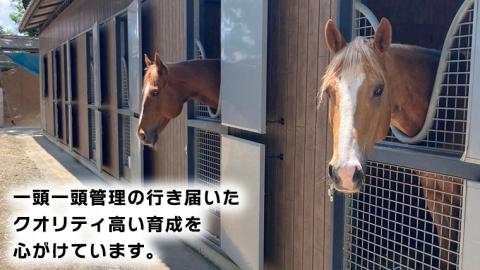 乗馬体験１回コース 乗馬 レッスン 見学 初心者 日帰り 体験 馬 チケット