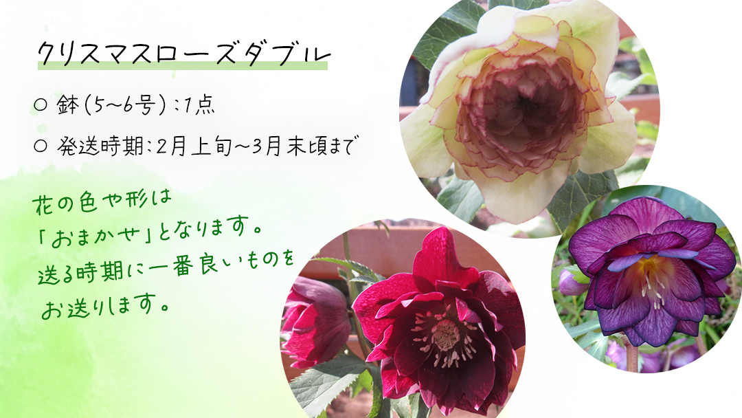 《 先行予約 》 【 確実園 オリジナル 】 クリスマスローズ ダブル（ おまかせ 1点 ） ガーデニング 花 はな フラワー 鉢 鉢植え