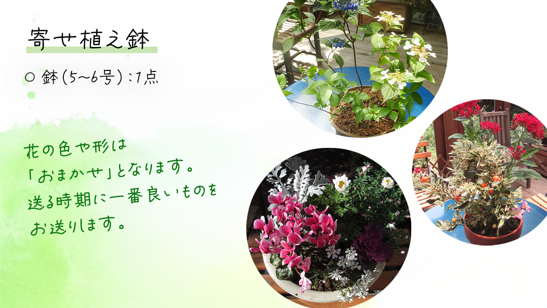 【 確実園 オリジナル 】寄せ植え（おまかせ1点） ガーデニング 花 はな フラワー 鉢 鉢植え