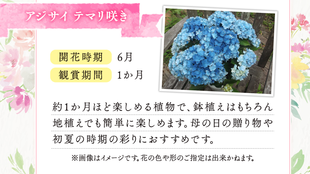 ≪先行予約≫ アジサイ テマリ咲き【 おまかせ 1点 】【2026年4月上旬頃より発送開始】植物 花 インテリア フラワー 紫陽花 お花 園芸 初夏 贈り物 ギフト ガーデニング