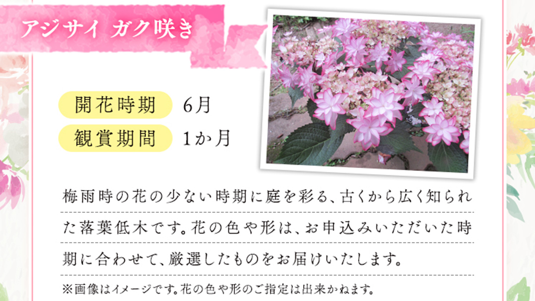 ≪先行予約≫アジサイ ガク咲き 【 おまかせ 1点 】【2026年4月上旬頃より発送開始】 植物 花 インテリア フラワー 紫陽花 お花 園芸 初夏 梅雨 ガーデニング