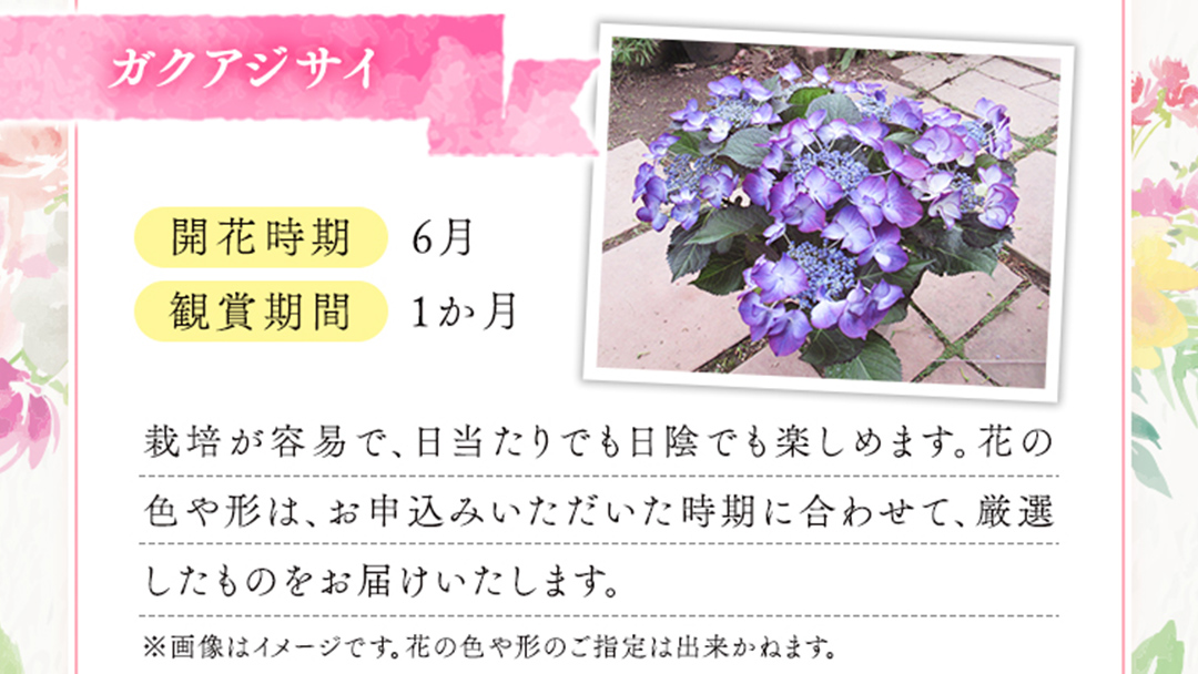 ≪先行予約≫ガク アジサイ 【 おまかせ 1点 】【2026年4月上旬頃より発送開始】 植物 花 インテリア フラワー 紫陽花 お花 園芸 初夏 梅雨 ガーデニング