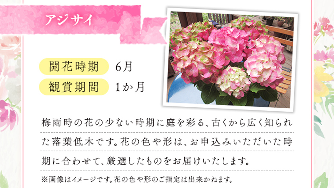 ≪先行予約≫アジサイ 【 おまかせ 1点 】【2026年4月上旬頃より発送開始】 植物 花 インテリア フラワー 紫陽花 お花 園芸 初夏 梅雨 ガーデニング