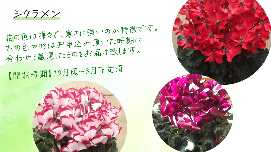 シクラメン 「大サイズ」【 おまかせ 1点 】 ガーデニング 花 はな フラワー 鉢 鉢植え 常温 ギフト プレゼント 贈り物 贈答 牛久市 確実園
