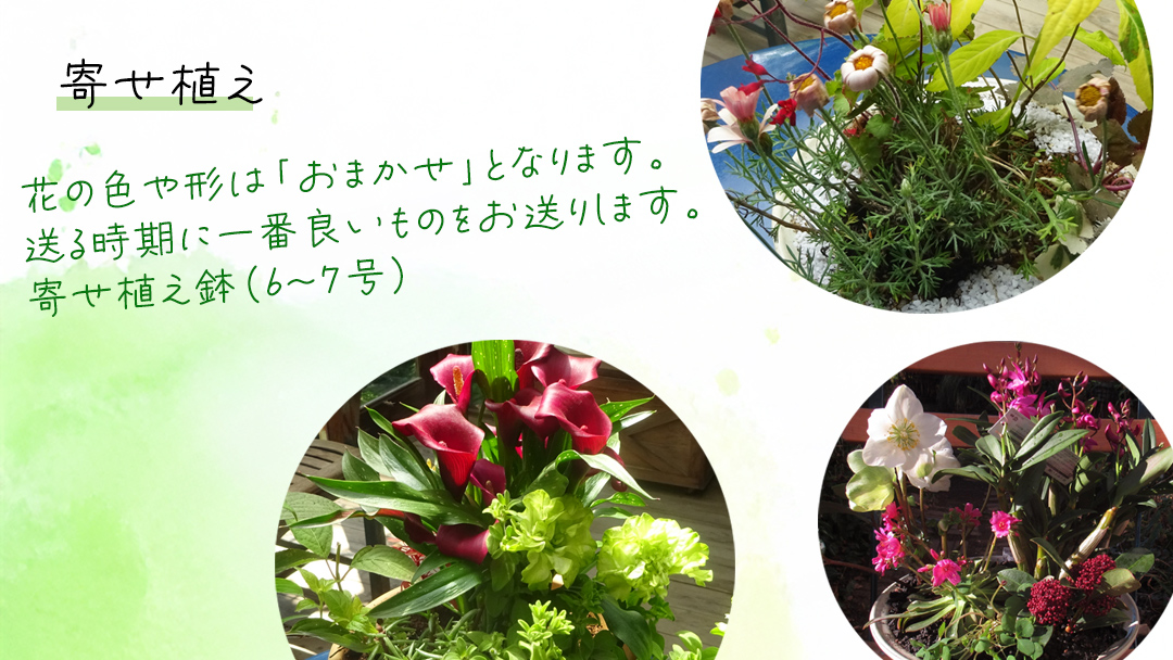 【 確実園 オリジナル 】 寄せ植え DX （おまかせ1点） ガーデニング 花 はな フラワー 鉢 鉢植え