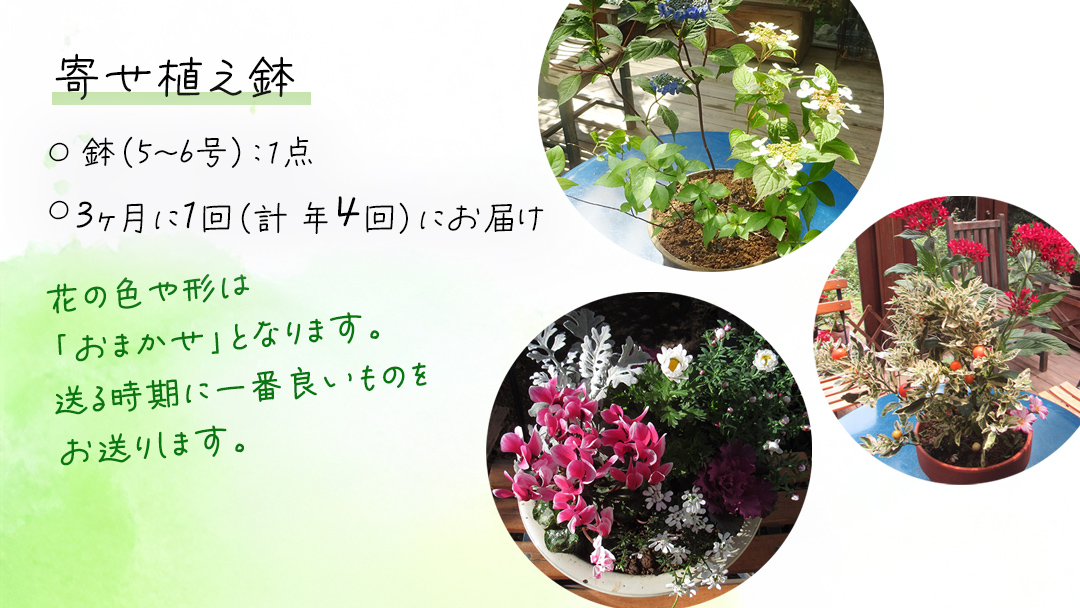 《 3ヶ月に1回お届け！年4回 定期便 》【 確実園 オリジナル 】 寄せ植え （おまかせ1点） ガーデニング 花 はな フラワー 鉢 鉢植え