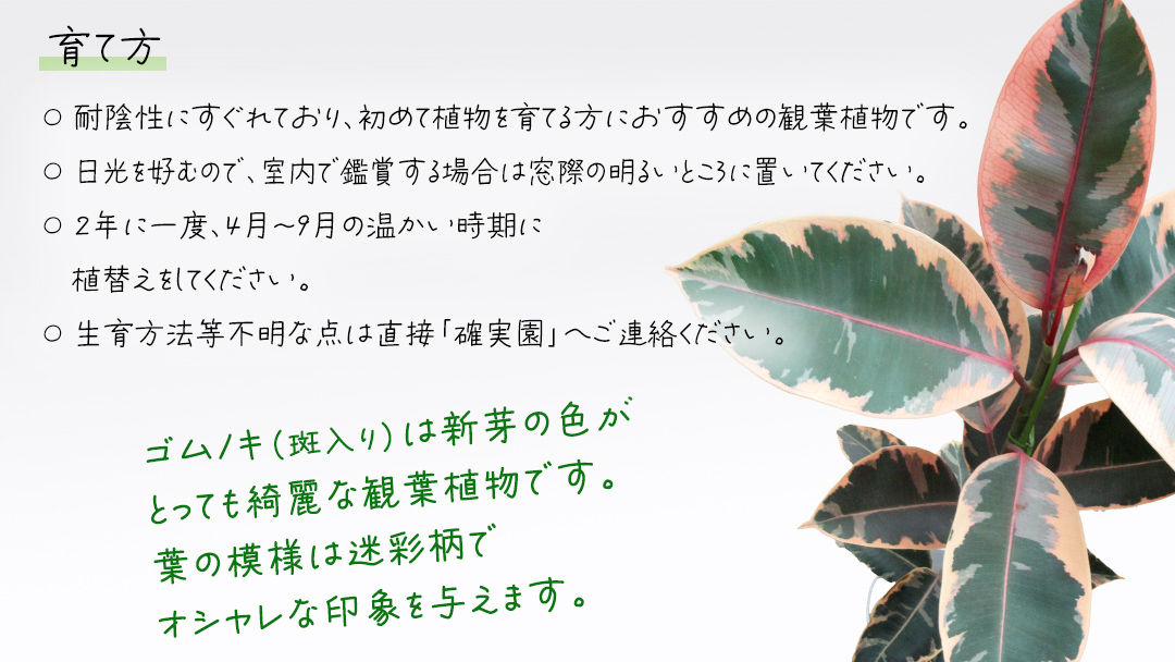 ゴムノキ 斑入り 5号ポット 1点 家庭 で 園芸 鉢植え 苗 庭木 果樹 ガーデニング 植物 確実園 観葉植物 インテリア 植木鉢