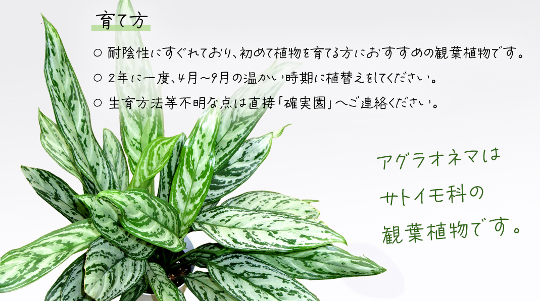 アグラオネマ シルバークイーン 5号ポット 1点 家庭 で 園芸 鉢植え 苗 庭木 果樹 ガーデニング 植物 確実園 観葉植物 インテリア 植木鉢