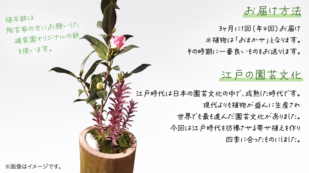 寄せ植え 江戸の四季 【 3ヶ月に1回お届け (全4回お届け) 】 植物 季節 旬 ガーデニング インテリア 定期便