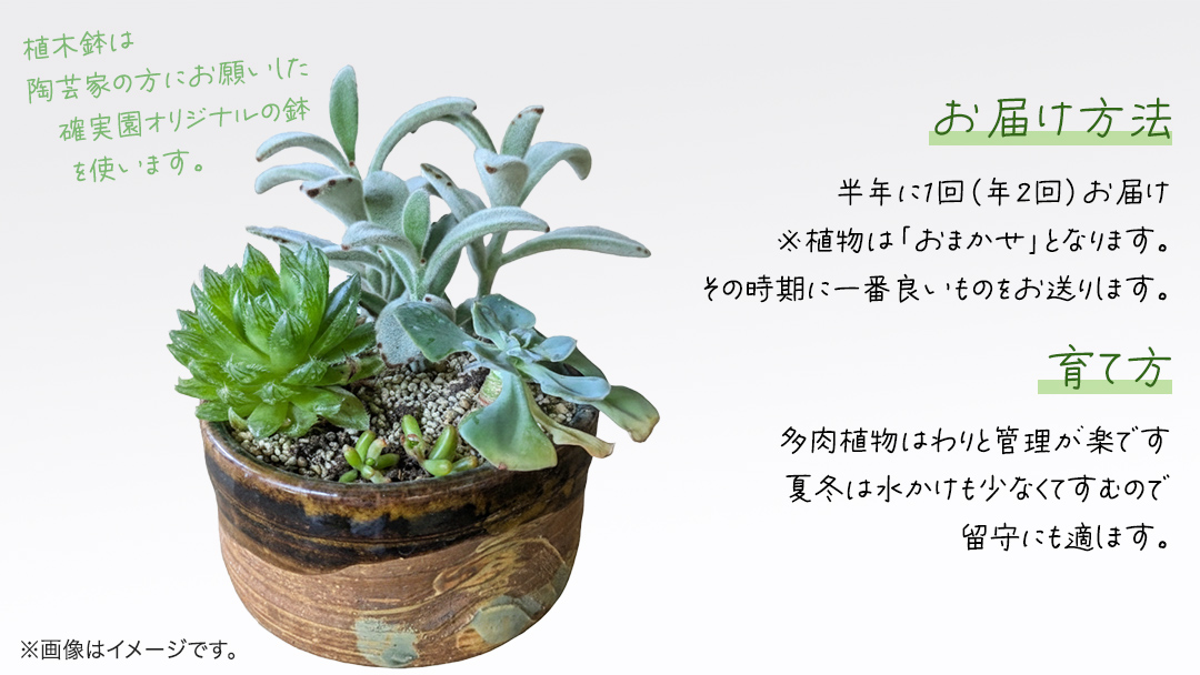 寄せ植え 多肉植物 【 半年に1回お届け（全2回お届け）】 植物 観葉植物 インテリア 多肉 定期便