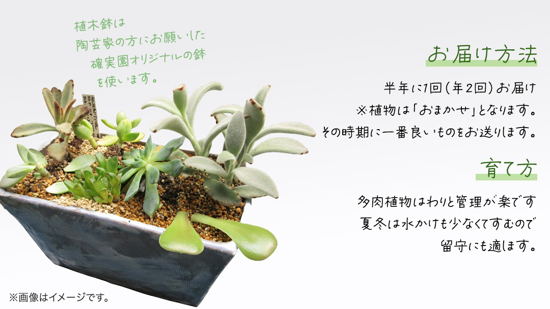 寄せ植え 多肉植物 デラックス 【 半年に1回お届け（全2回お届け）】  植物 観葉植物 インテリア 多肉 定期便