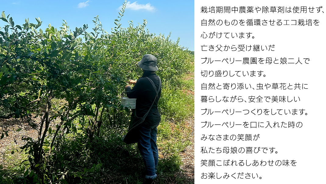 《 先行予約 》 冷凍 ブルーベリー 400g×3袋 【2026年7月上旬頃より発送開始】 冷凍 大粒 フルーツ 果物 くだもの おやつ 無農薬 農薬不使用 お取り寄せ 贈り物 ジャム スムージー