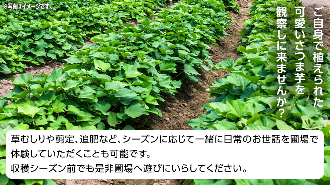 牛久 の『美味しい さつまいも』苗植え・収穫体験付【 苗植え体験 ・ さつまいも掘り ・ 配送付 】3点セット の 体験チケット ( 紅はるか 12kg収穫保証付 ) 体験 収穫 野菜 やさい 芋堀 いもほり 紅はるか