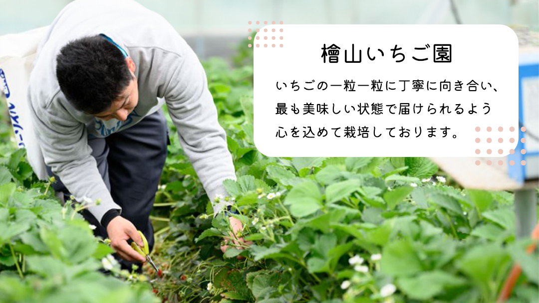 【 先行予約 】 いばらキッス ( 2パック )　特大 デラックスサイズ 【 2026年1月から発送開始 】 ( 茨城県共通返礼品 : 常陸太田市 ) 約 300g × 2 パック いばらキッス いばらきっす いちご 数量限定 果物 くだもの フルーツ 苺 イチゴ 期間限定