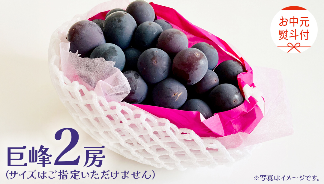【 お中元 熨斗付き】 巨峰 ２房 【2026年8月上旬発送開始】(茨城県共通返礼品：大子町) ぶどう 葡萄 ブドウ フルーツ 果物 スイーツ ギフト 贈答用 贈り物 プレゼント