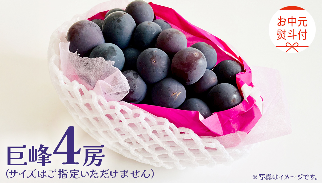 【 お中元 熨斗付き】 巨峰 ４房 【2026年8月上旬発送開始】(茨城県共通返礼品：大子町) ぶどう 葡萄 ブドウ フルーツ 果物 スイーツ ギフト 贈答用 贈り物 プレゼント