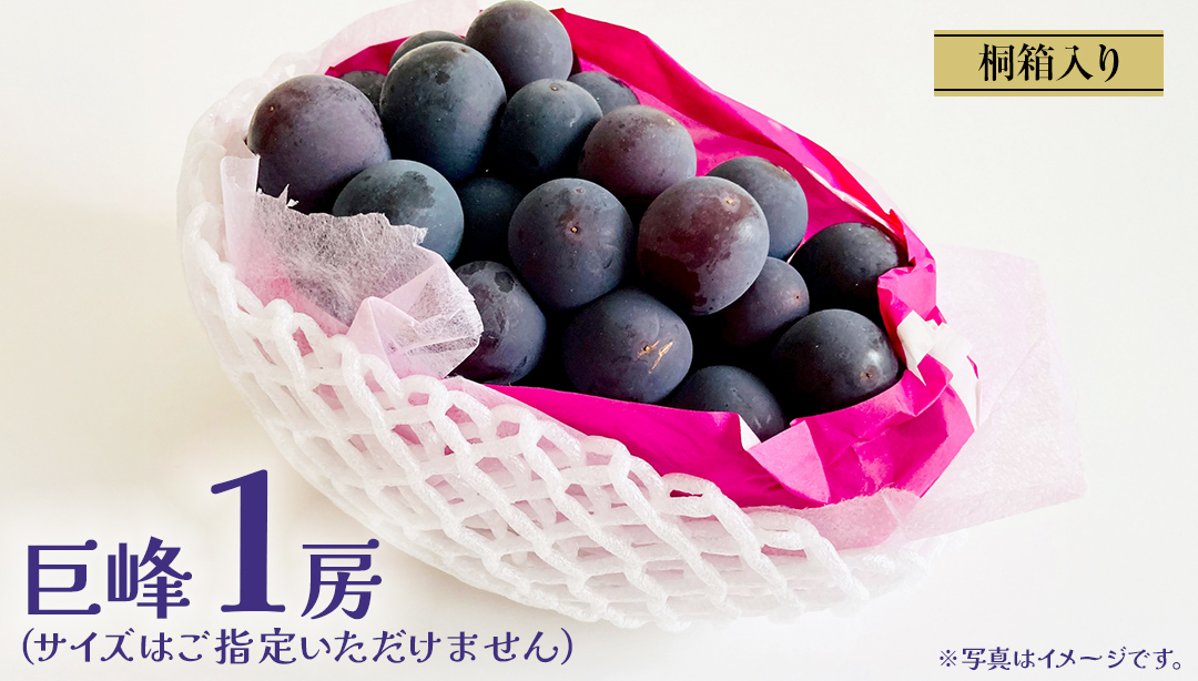 【桐箱入り】 巨峰 １房【2026年7月上旬発送開始】 (茨城県共通返礼品：大子町) ぶどう 葡萄 ブドウ フルーツ 果物 スイーツ ギフト 贈答用 贈り物 プレゼント