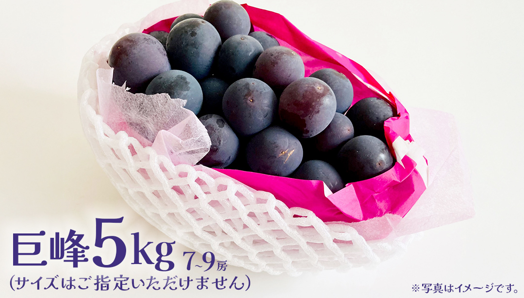 巨峰 5kg (7～9房) 【2026年7月上旬発送開始】(茨城県共通返礼品：大子町) ぶどう 葡萄 ブドウ フルーツ 果物 スイーツ