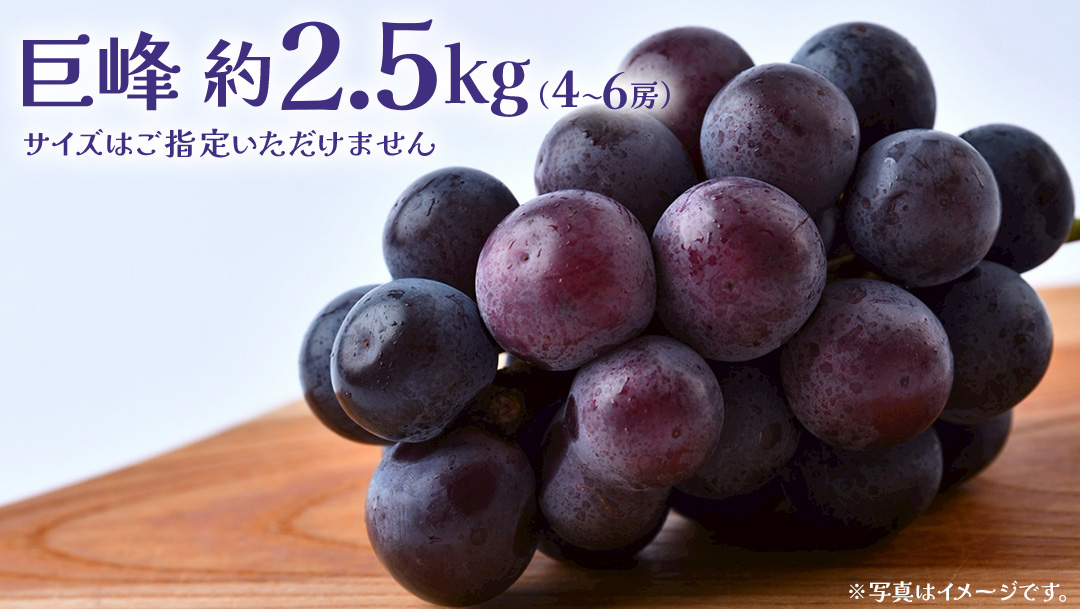 巨峰 2.5kg (4～6房)【2026年8月下旬発送開始】(茨城県共通返礼品：大子町) ぶどう 葡萄 ブドウ フルーツ 果物 スイーツ