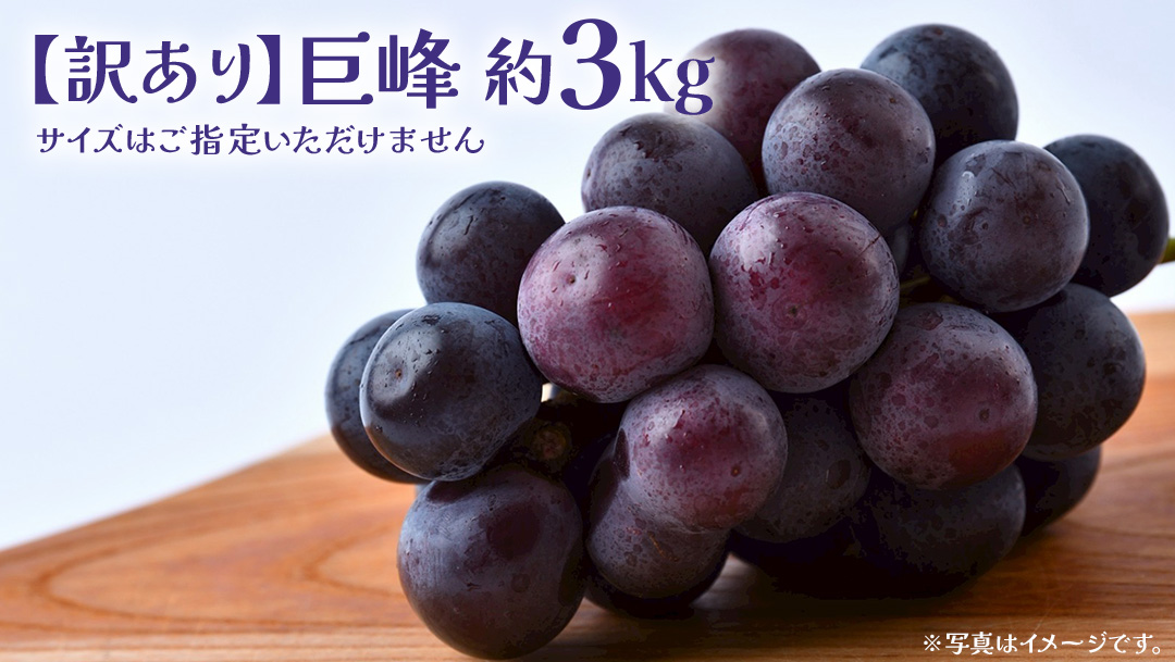 【 訳あり 】 巨峰 3kg 【2026年9月発送開始】(茨城県共通返礼品：大子町) ぶどう 葡萄 ブドウ フルーツ 果物 スイーツ わけあり ワケあり ご自宅用 ご家庭用 自分用