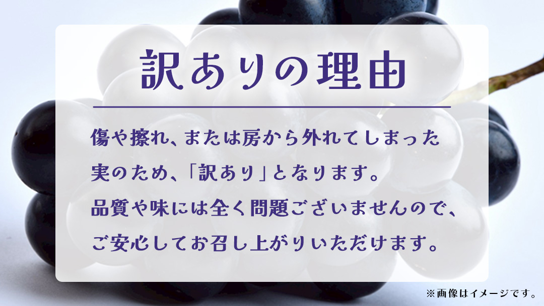 【 訳あり 】ナガノパープル 3kg 【2026年9月上旬発送開始】(茨城県共通返礼品：大子町) ぶどう 葡萄 ブドウ 果物 フルーツ 果実　 わけあり ワケあり ご自宅用 ご家庭用 自分用