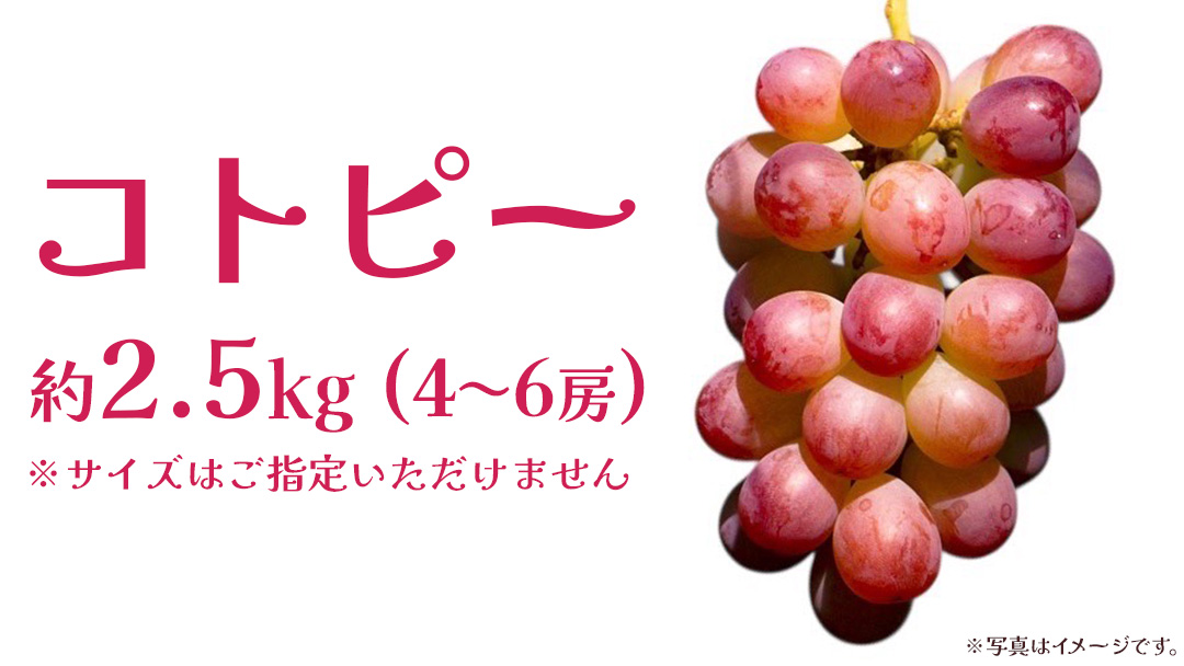 コトピー 2.5kg 【2026年8月下旬発送開始 】 (茨城県共通返礼品：大子町) コトピー ぶどう ブドウ 葡萄 皮ごと 赤い シャインマスカット 新品種 フルーツ 旬果