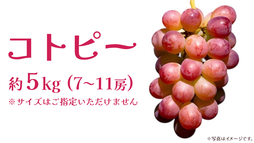 コトピー 5kg 【2026年8月下旬発送開始 】 (茨城県共通返礼品：大子町) コトピー ぶどう ブドウ 葡萄 皮ごと 赤い シャインマスカット 新品種 フルーツ 旬果