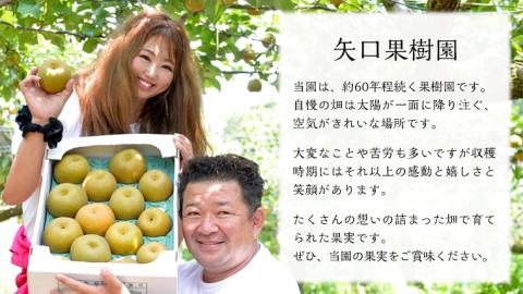 品種おまかせ 柿 約 3kg（ 茨城県共通返礼品：かすみがうら市 ） フルーツ かき カキ 果物 旬 新鮮 期間限定 甘い 国産