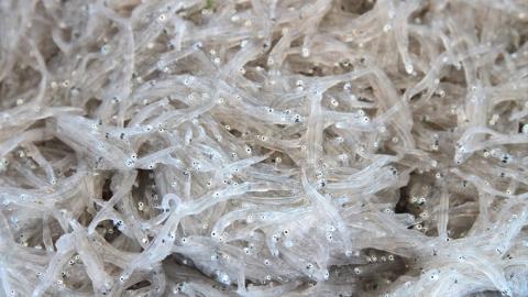 茨城県産 しらす干し 1kg ( 共通返礼品：茨城県 大洗町 ) シラス干し しらす シラス 業務用 冷凍 魚介 海鮮 しらす丼 離乳食 箱