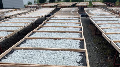 しらす干し 天日乾燥 800g(400g×2)（共通返礼品：茨城県北茨城市） 国産 新鮮 厳選 ビール おつまみ ご飯のお供 サラダ 魚介 子ども 健康 カルシウム 小分け