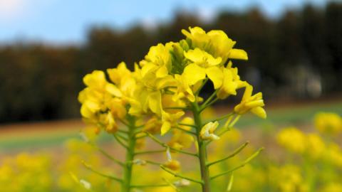 牛久市産 菜の花 油 『 オーリオ 』 6種 セット 詰合せ ふるさと納税限定 食用油 オリーブオイル 調味料 料理 パスタ バケット ロッソ ニンニク にんにく ハーブ バジル 辣油 葱油 常温