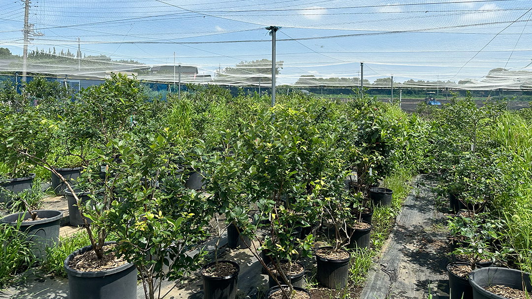 【 数量限定 】 冷凍 完熟 ブルーベリー 700g と ピンクレモネード 350g の 詰合せ セット 食べ比べ (1パックあたり 350g ) ベリー 甘い 甘酸っぱい 完熟 新鮮 フルーツ 果物 くだもの 贈り物 贈答 ギフト 国産 茨城 農園 産地直送