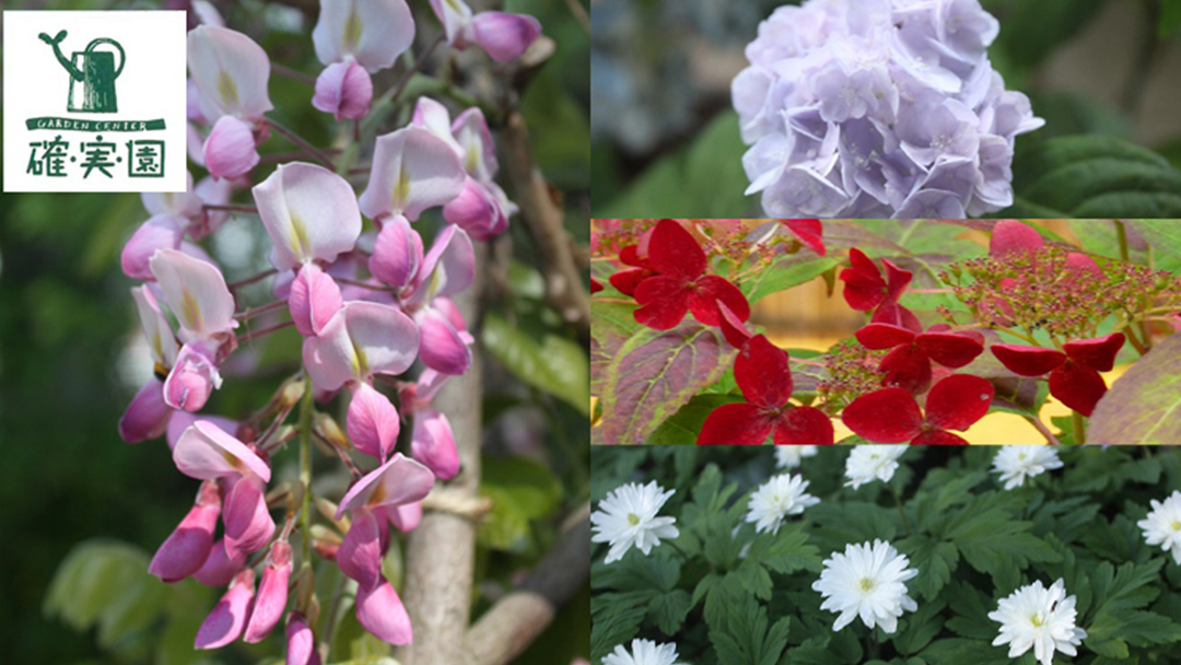 【 確実園 オリジナル 】寄せ植え（おまかせ1点） ガーデニング 花 はな フラワー 鉢 鉢植え