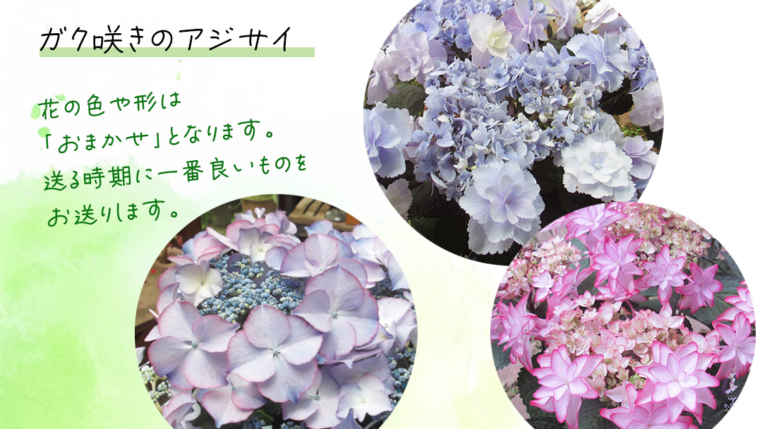 ≪先行予約≫アジサイ ガク咲き 【 おまかせ 1点 】【2026年4月上旬頃より発送開始】 植物 花 インテリア フラワー 紫陽花 お花 園芸 初夏 梅雨 ガーデニング
