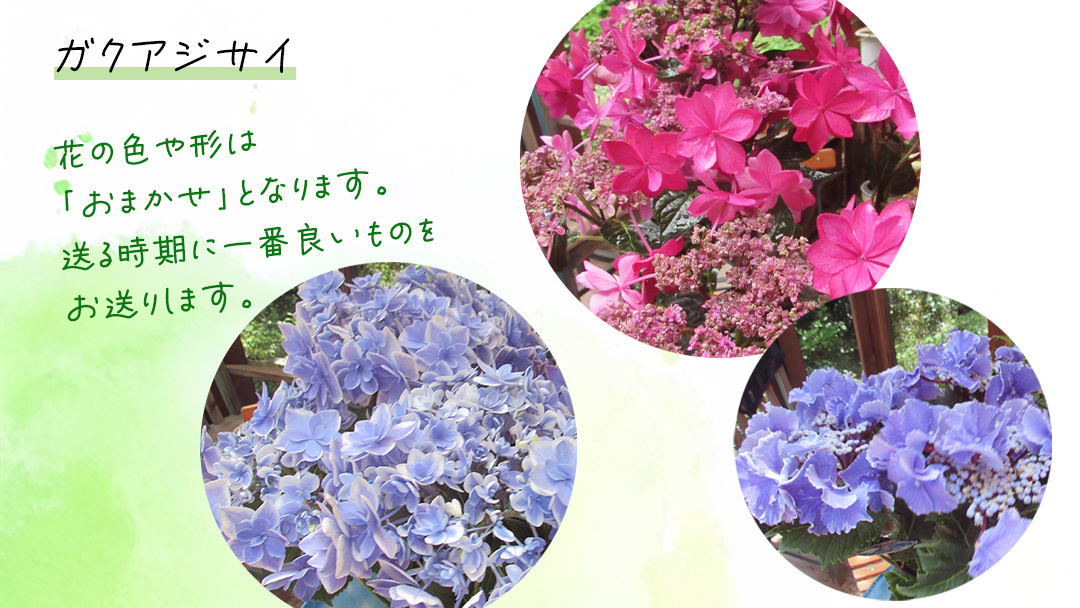 ≪先行予約≫ガク アジサイ 【 おまかせ 1点 】【2026年4月上旬頃より発送開始】 植物 花 インテリア フラワー 紫陽花 お花 園芸 初夏 梅雨 ガーデニング