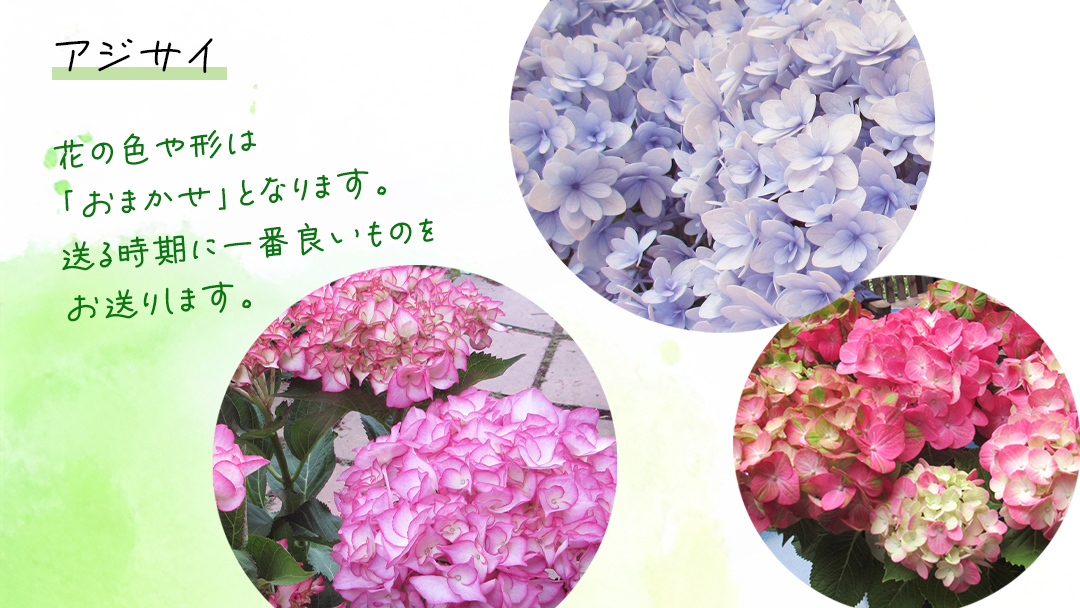 ≪先行予約≫アジサイ 【 おまかせ 1点 】【2026年4月上旬頃より発送開始】 植物 花 インテリア フラワー 紫陽花 お花 園芸 初夏 梅雨 ガーデニング