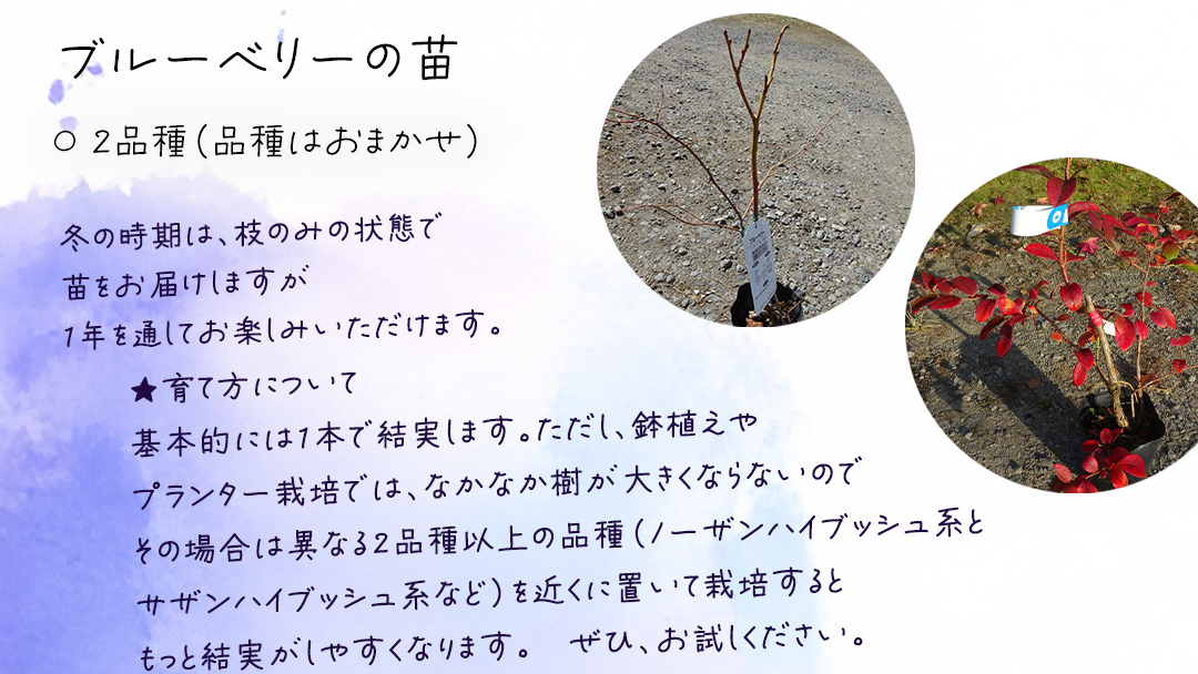 ブルーベリー の 苗 2品種セット （品種おまかせ） ラビットアイ系 ハイブッシュ系サザン サザンハイブッシュ系 苗 庭木 果樹 ガーデニング