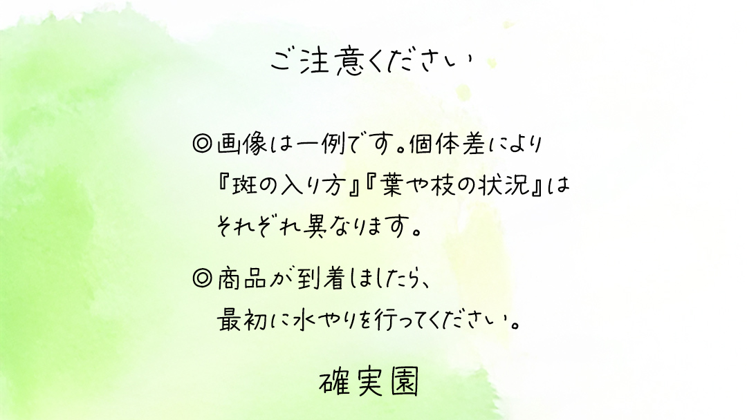 ゴムノキ 斑入り 5号ポット 1点 家庭 で 園芸 鉢植え 苗 庭木 果樹 ガーデニング 植物 確実園 観葉植物 インテリア 植木鉢