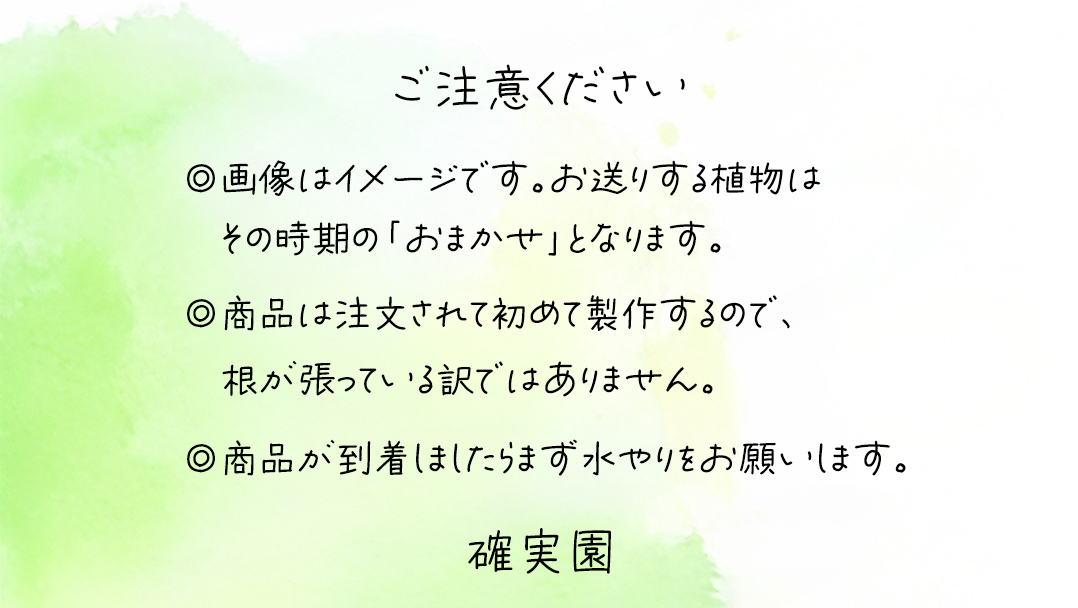 寄せ植え 江戸の四季 【 3ヶ月に1回お届け (全4回お届け) 】 植物 季節 旬 ガーデニング インテリア 定期便