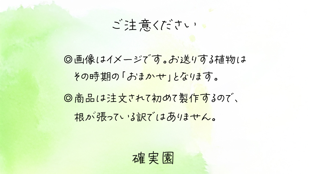 寄せ植え 多肉植物 【 半年に1回お届け（全2回お届け）】 植物 観葉植物 インテリア 多肉 定期便