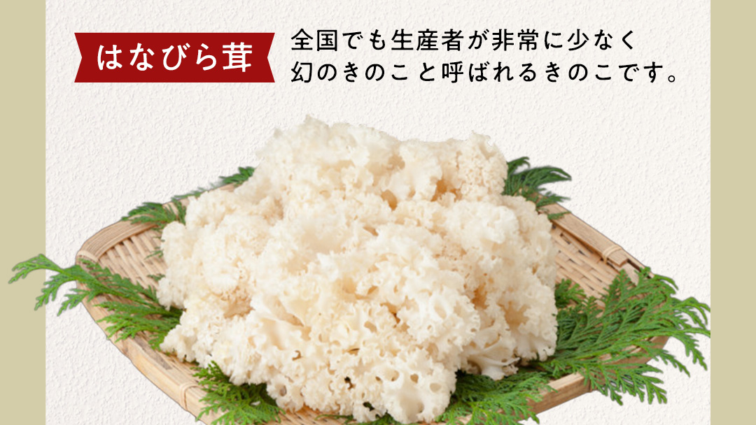 【 3ヶ月連続定期便 】きのこ の 詰め合わせ Lサイズ ( 約2kg ) （茨城県共通返礼品：城里町） キノコ セット 野菜 低カロリー ダイエット デトックス バラエティ セット 新鮮