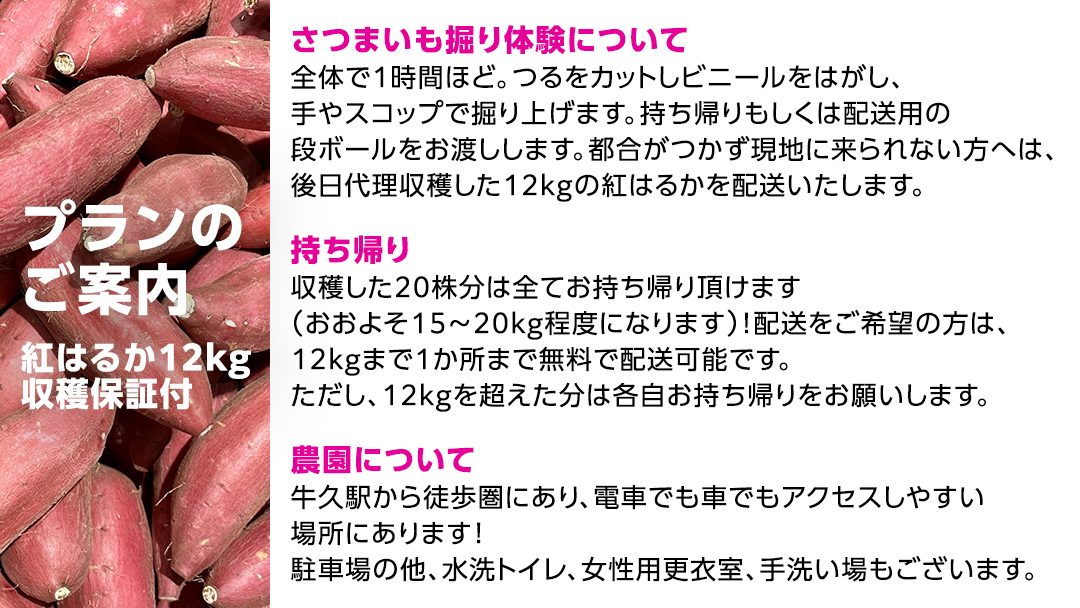 牛久 の『美味しい さつまいも』苗植え・収穫体験付【 苗植え体験 ・ さつまいも掘り ・ 配送付 】3点セット の 体験チケット ( 紅はるか 12kg収穫保証付 ) 体験 収穫 野菜 やさい 芋堀 いもほり 紅はるか