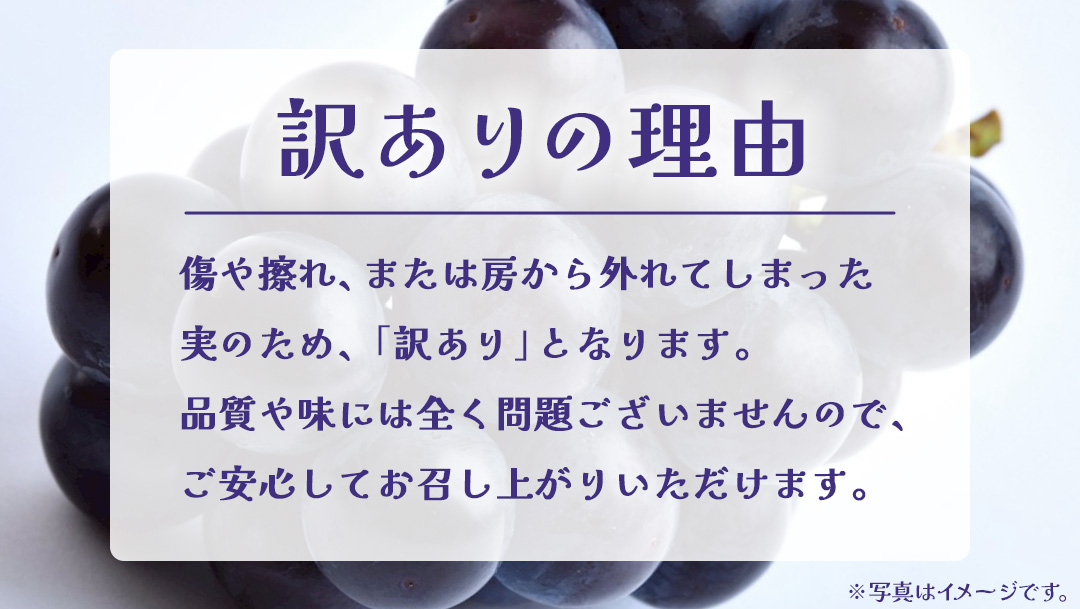 【 訳あり 】 巨峰 3kg 【2026年9月発送開始】(茨城県共通返礼品：大子町) ぶどう 葡萄 ブドウ フルーツ 果物 スイーツ わけあり ワケあり ご自宅用 ご家庭用 自分用